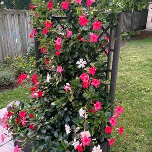 Meet your Posher, Rae